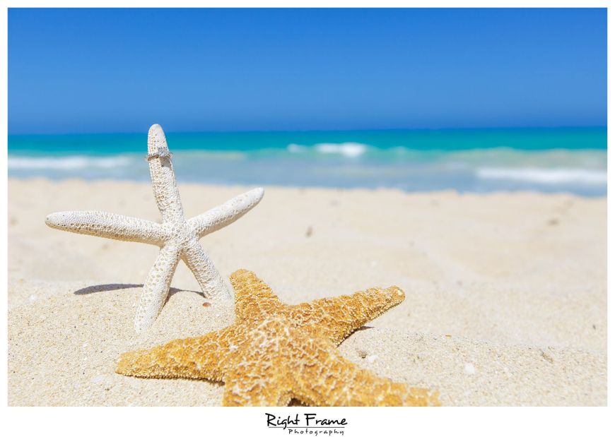 582_engagement photography hawaii